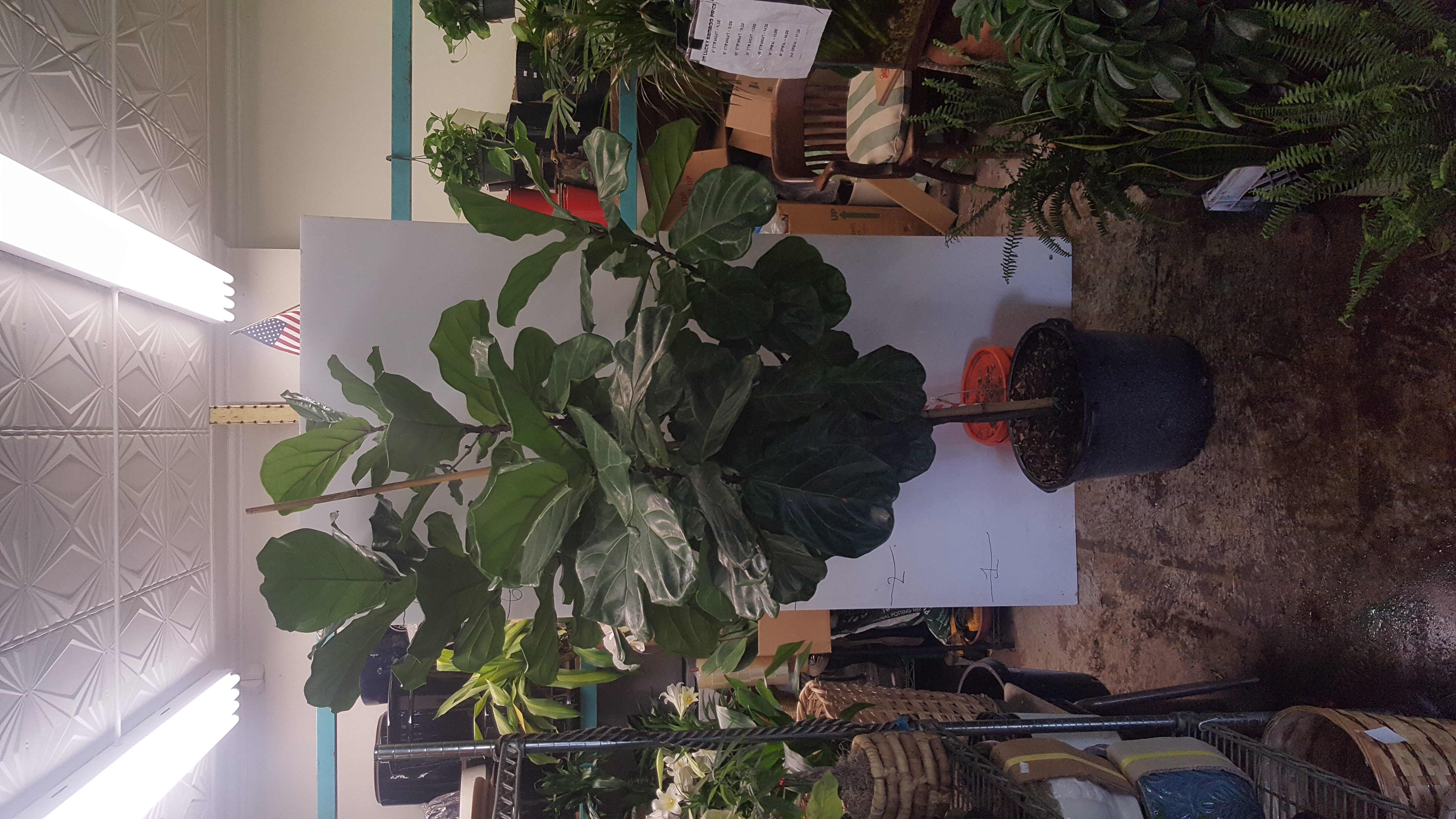 fig tree