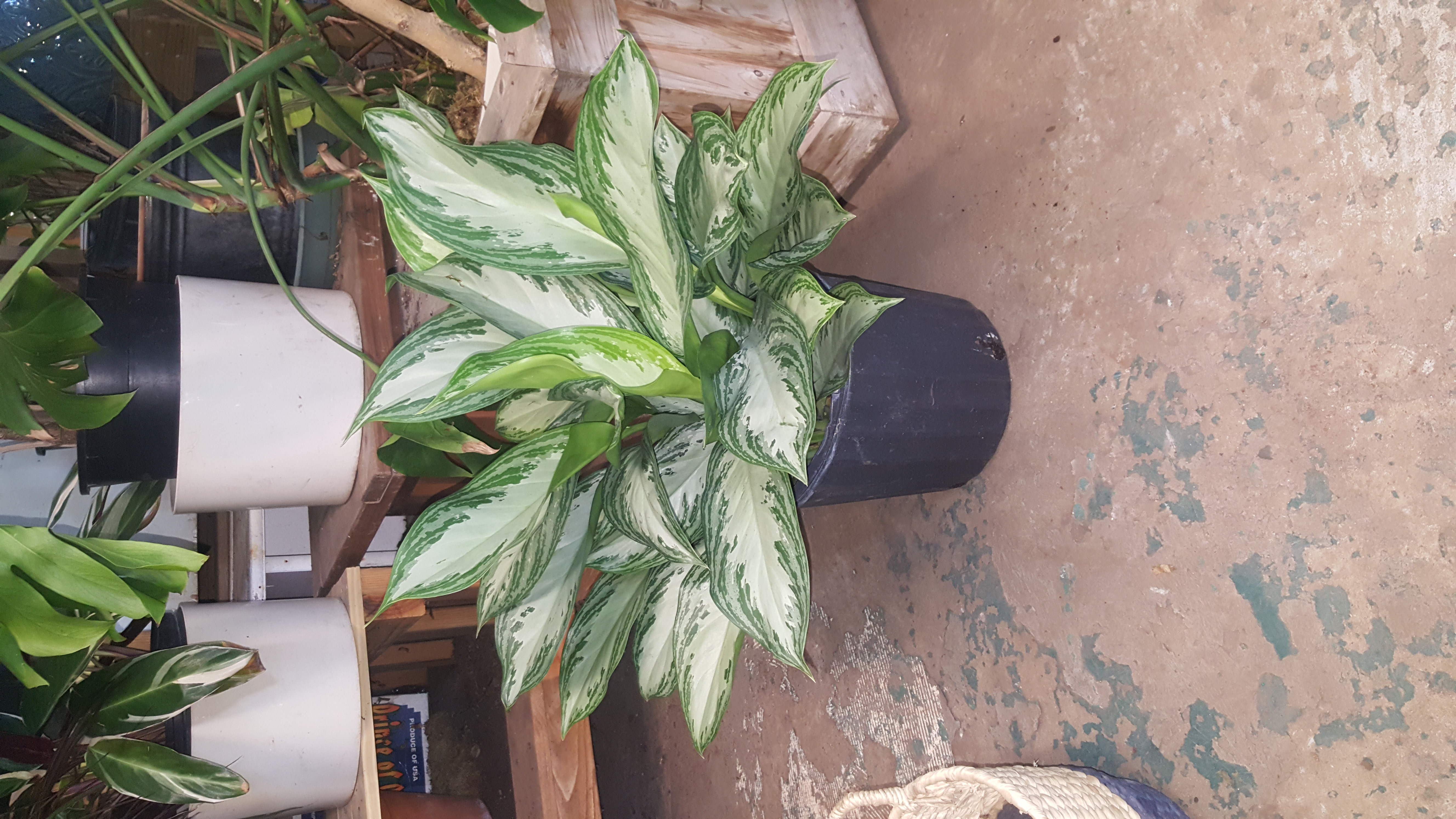 aglonema