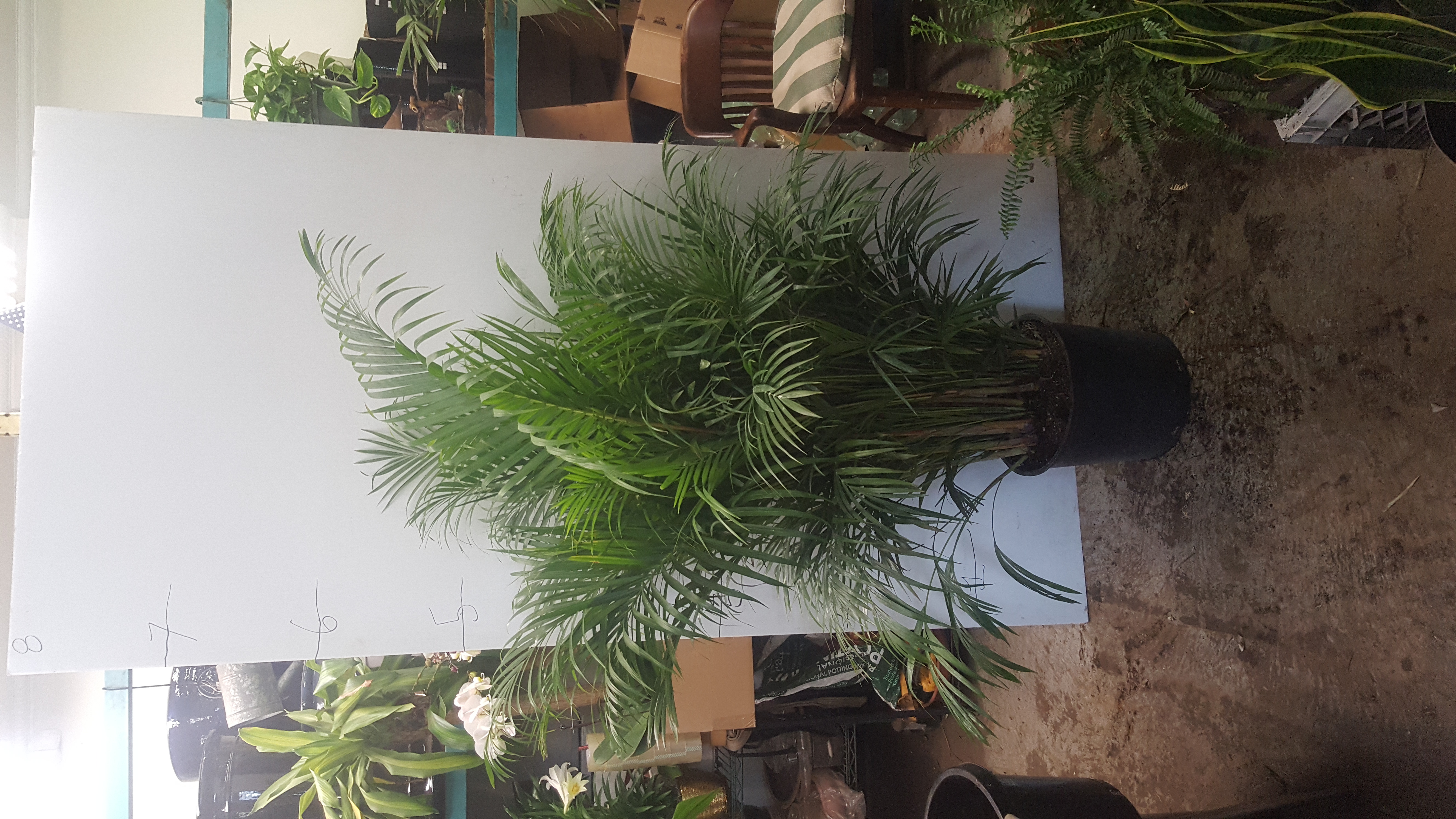 areca palm