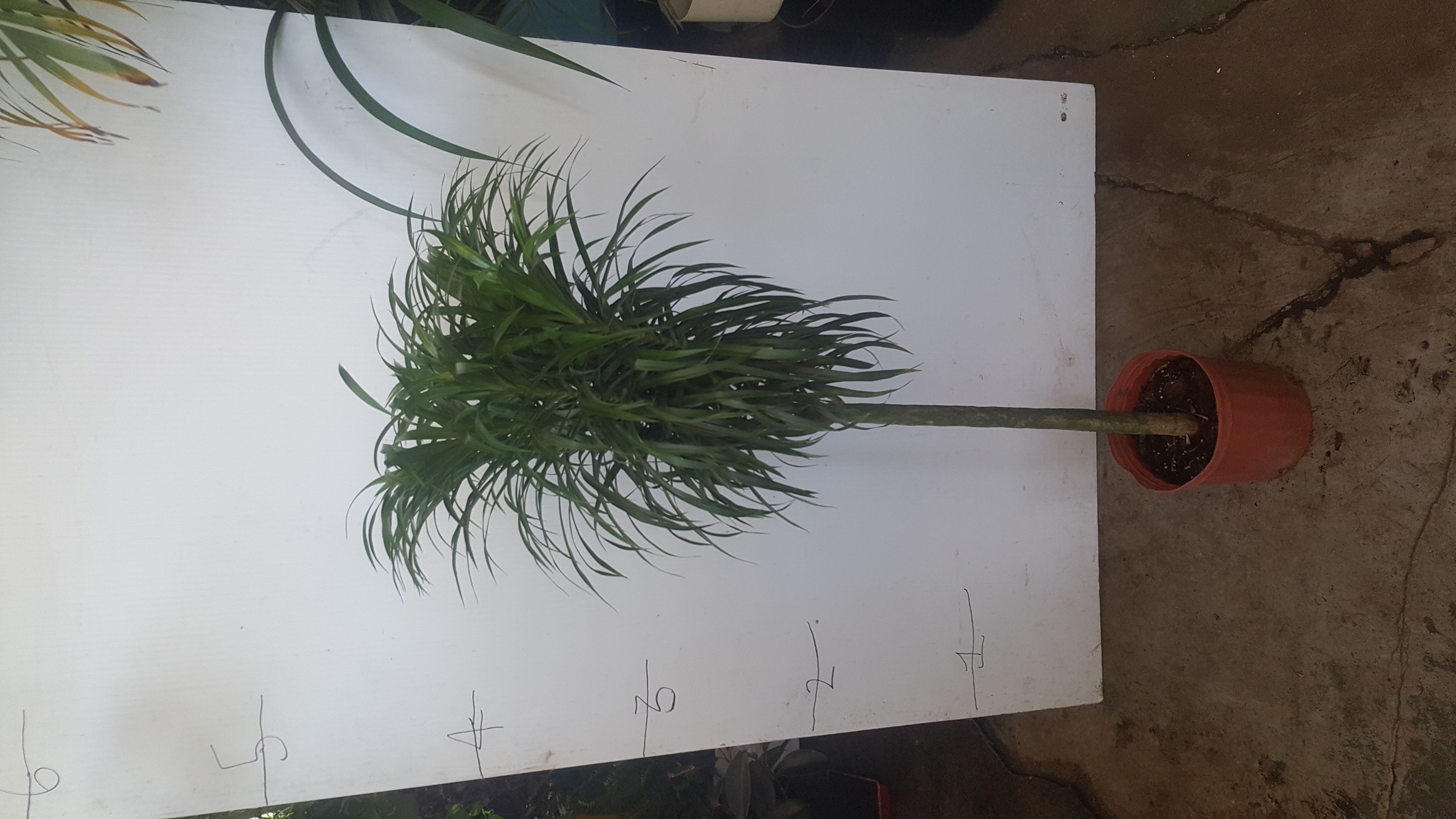 anita dracena