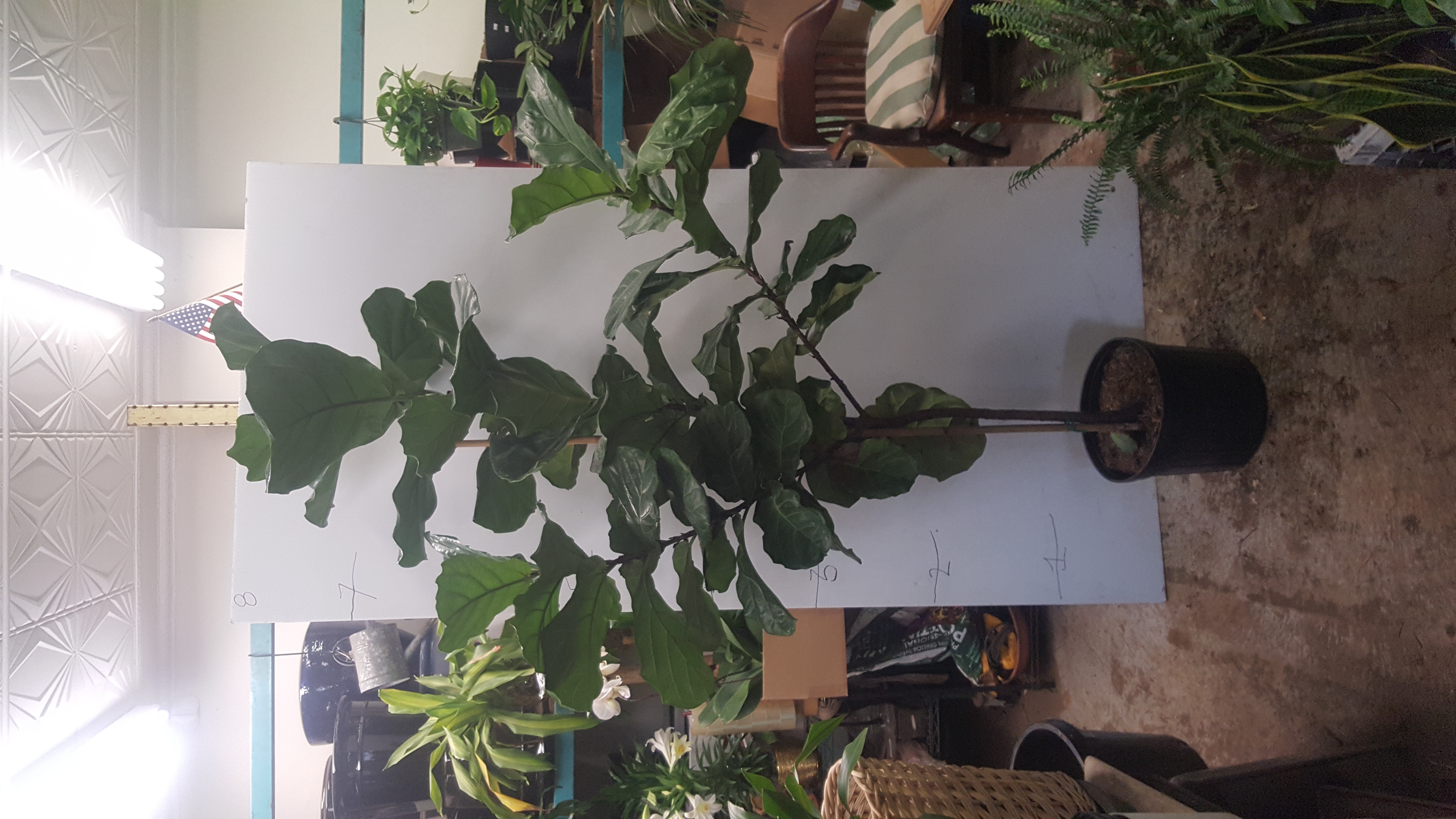 Fig tree