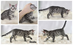 Obsidia 8 weeks
