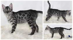 Razoul 12 weeks