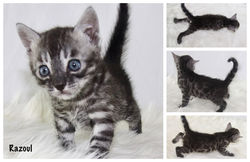 Razoul 4 weeks