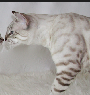Ideal Bengal Profile