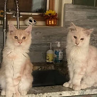 two cream colored maine coon kittens sitting on a counter