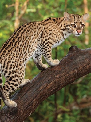 Ocelot