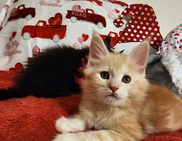 red mainecoon kitten with red and white truck background