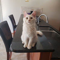 a white maine coon kitten sitting on a black table
