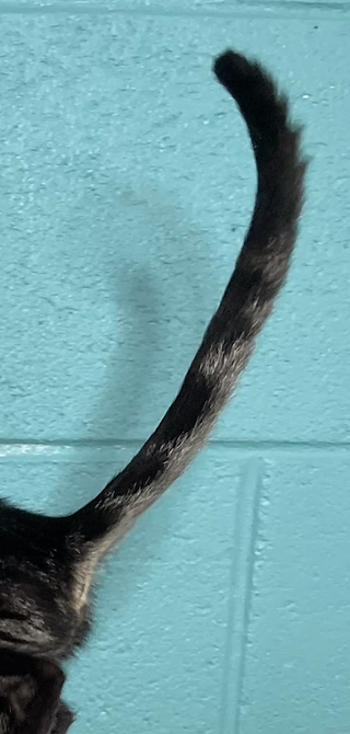 Poor Tail Long and Thin