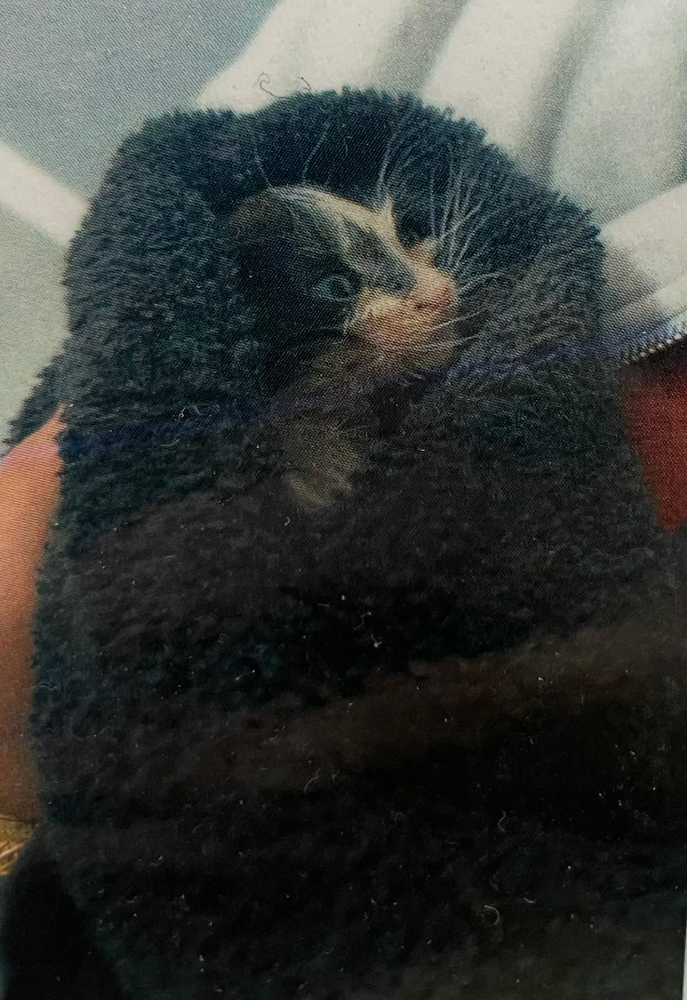 wet, black and white kitten wrapped in a dark blue towel