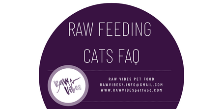 Raw Feeding Cats FAQ