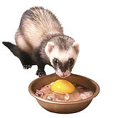 ferret-eating-raw-food