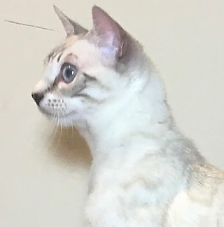 Bengal Neck