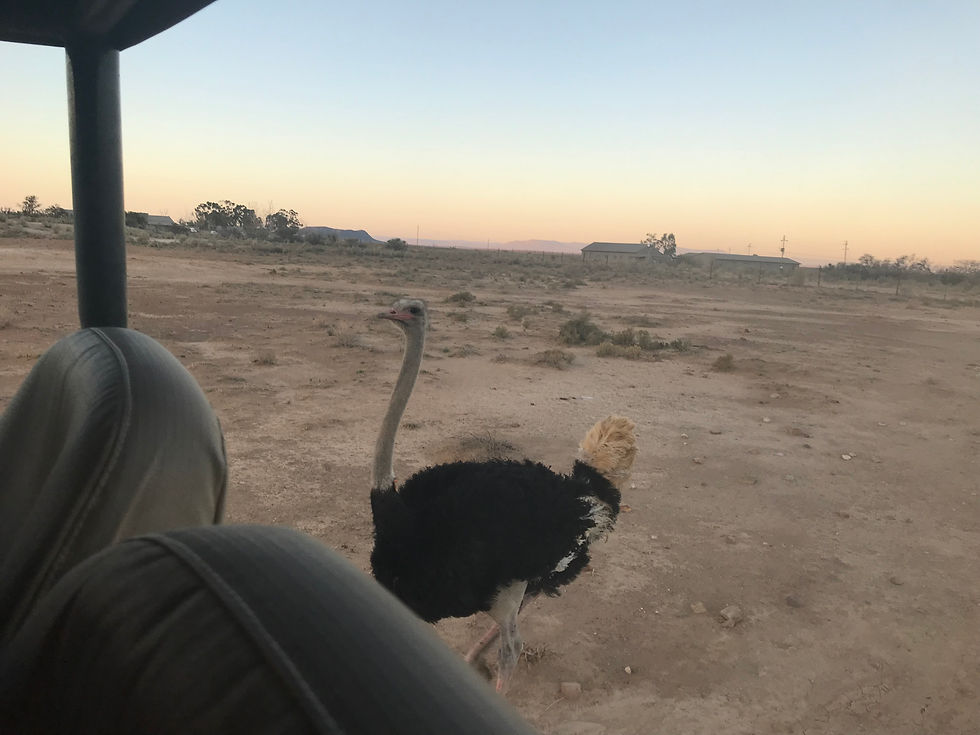 So a quick goole search corrected me - ostriches do not, in fact, hide their heads in the sand when faced with danger. Sorry, bird friends. And so I present you with a picture of an aggressive ostrich I encountered in South Africa who chased our vehicle for quite a while and tried to take a bite out of me more than once. Perhaps that is an apt metaphor to be used in here somewhere??