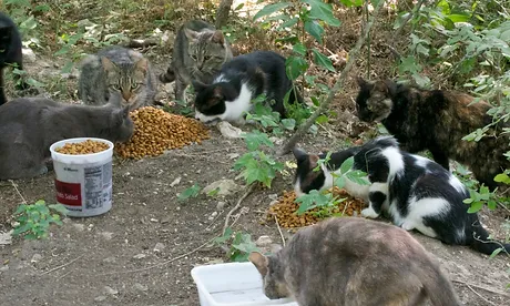 Animal Rescue Connections Trap Neuter Return Bulverde Tx