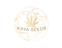 Kaya global seeds inc, one of the most exotic strain Seed Banks in the world, Genetics has been carefully selected from private collections and other genetics companies and private medical collection for 20 years. We believe that this plant is not only highe and fun, It is a medicine with great qualities that inspire all the staff who are exceptionally skilled and professional. We are here to grow and grow with you and our communication channels are open For every question every hour. After 20 years in the field we decided that there is room for change and the patients need to get the best . Our quality speaks for itself .