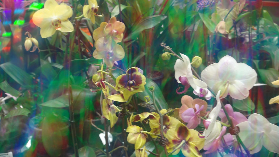 Orchid flowers - powerful shifts in our energy fields