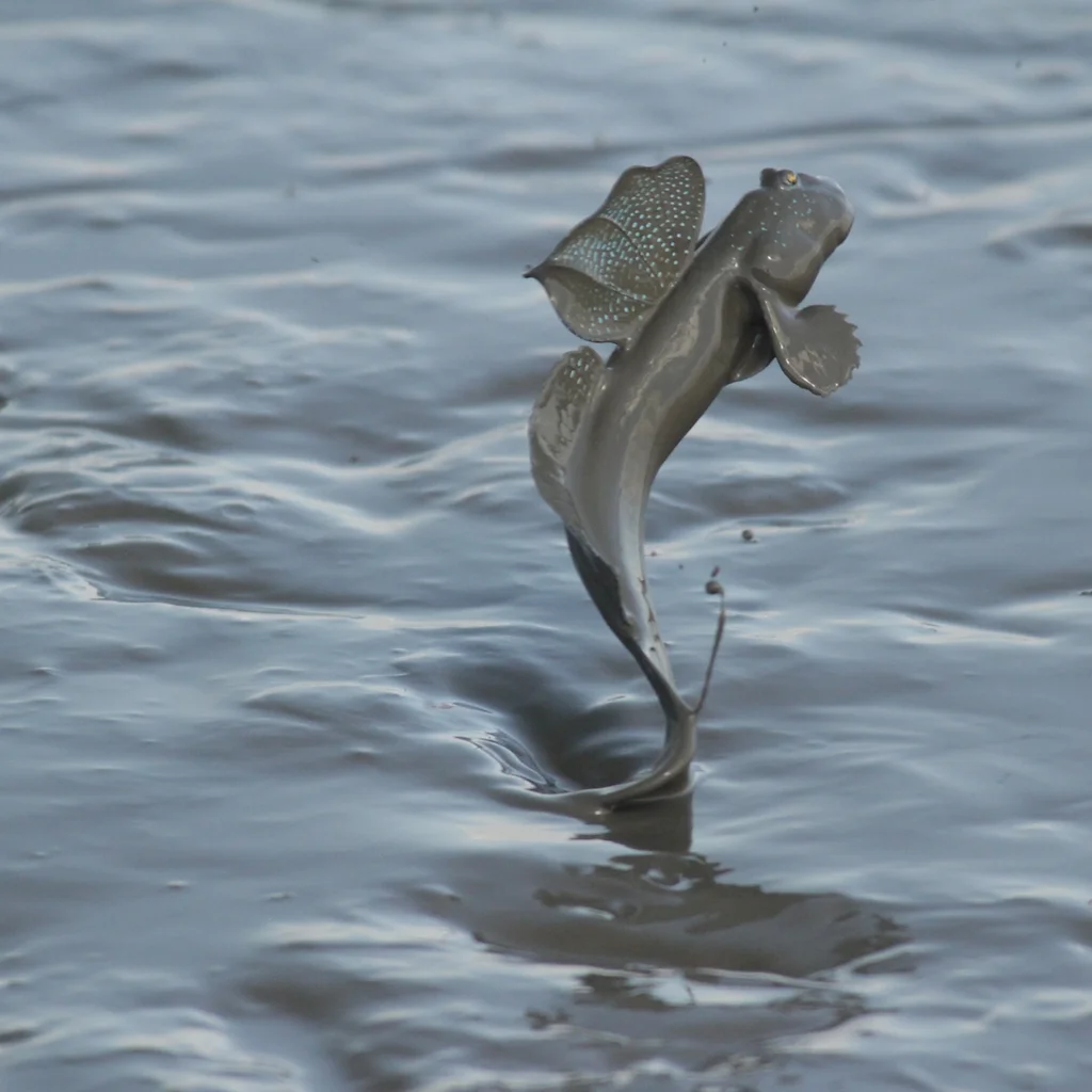 商品案内 Kawatashokuhin