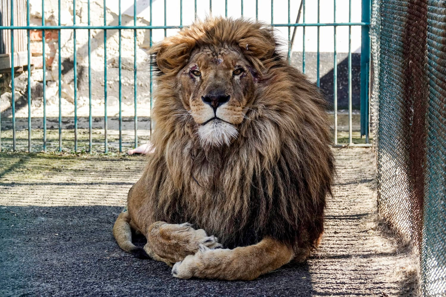 Simba Rel simba | Bondzù