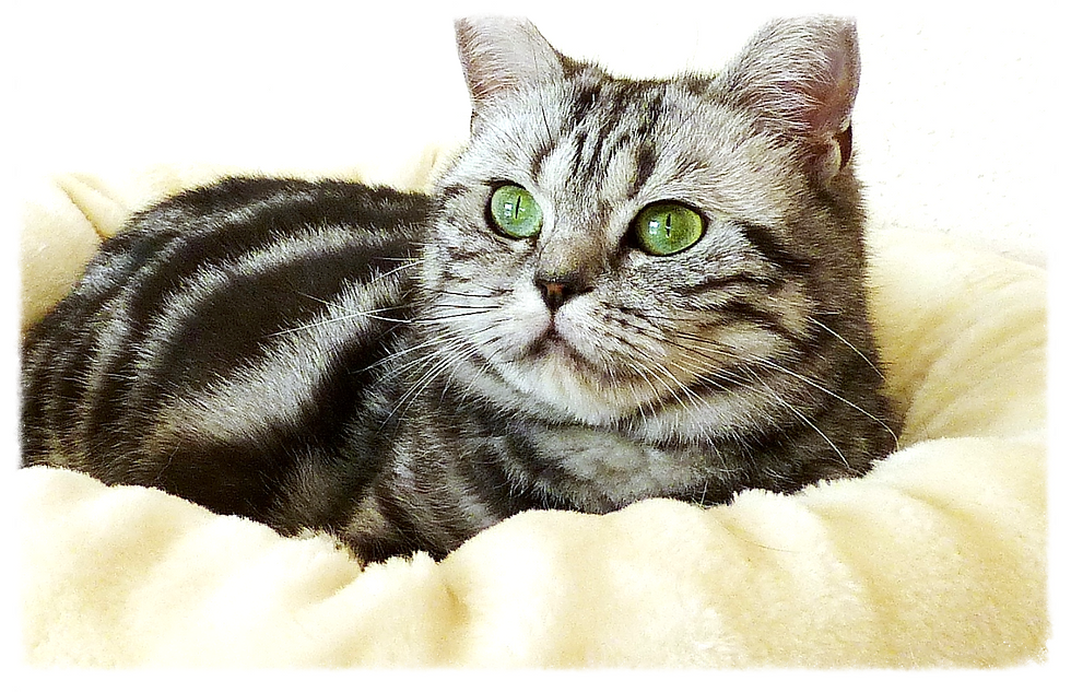 Ashley 2,5 Jahre