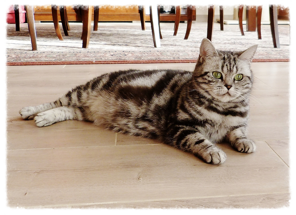 Ashley 2,5 Jahre