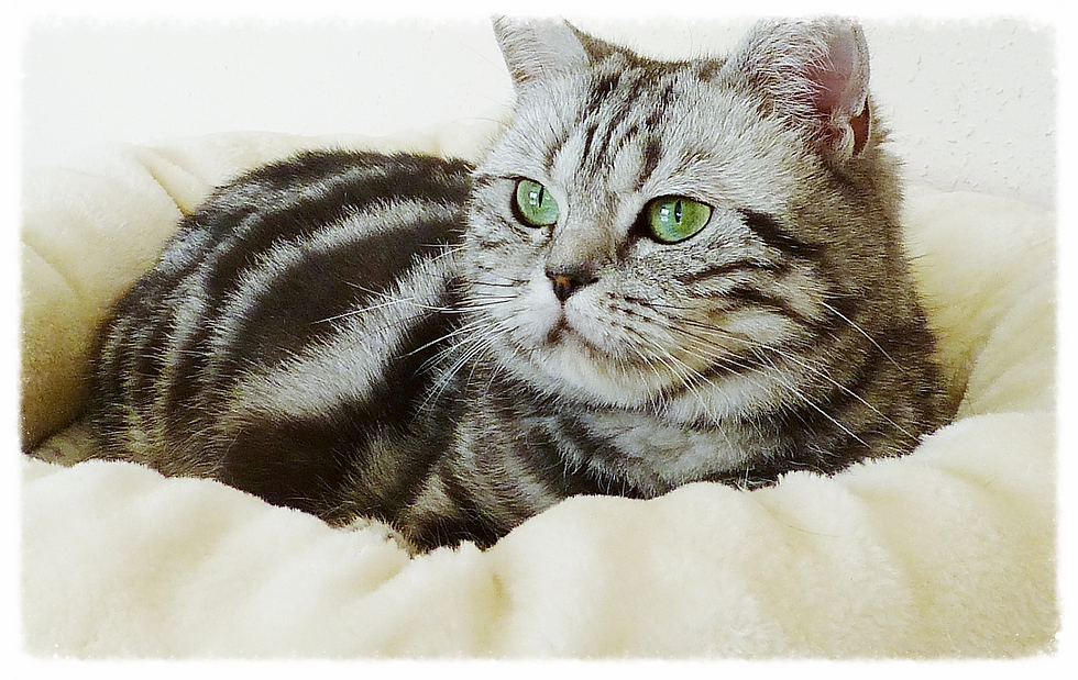 Ashley 2,5 Jahre