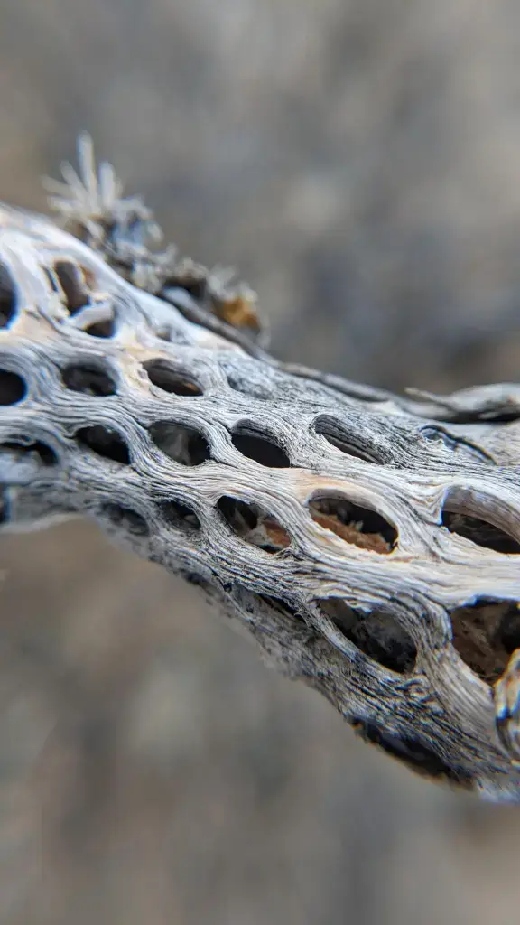 Cholla cactus as a framework for a 3d printed prosthesis