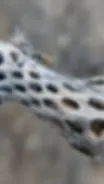 Cholla cactus as a framework for a 3d printed prosthesis