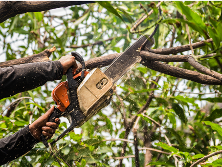 Les services d'élagage : Tout ce que vous devez savoir pour prendre soin de vos arbres comme un pro