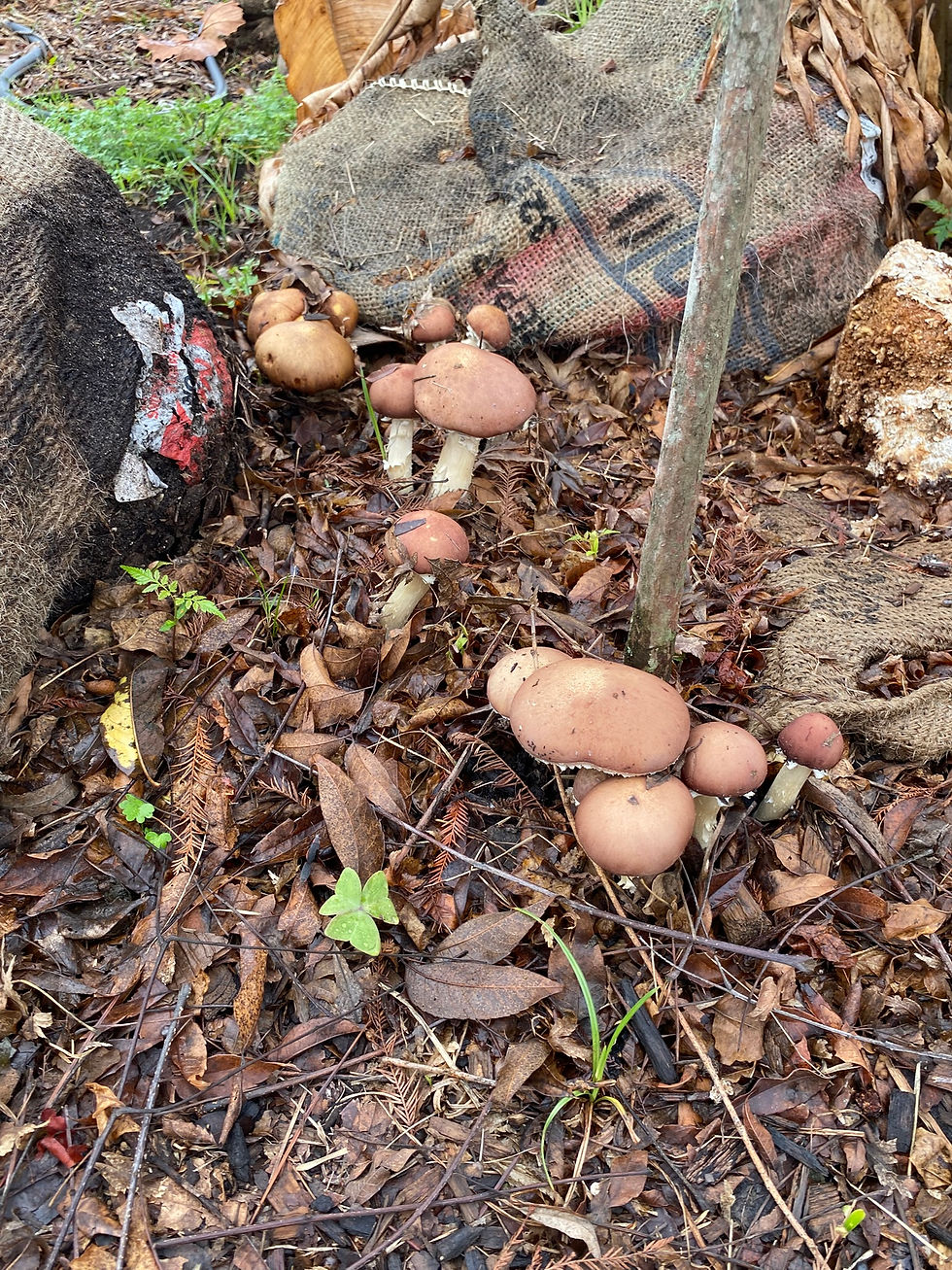 king stropharia (wine caps) growing from a mulched path