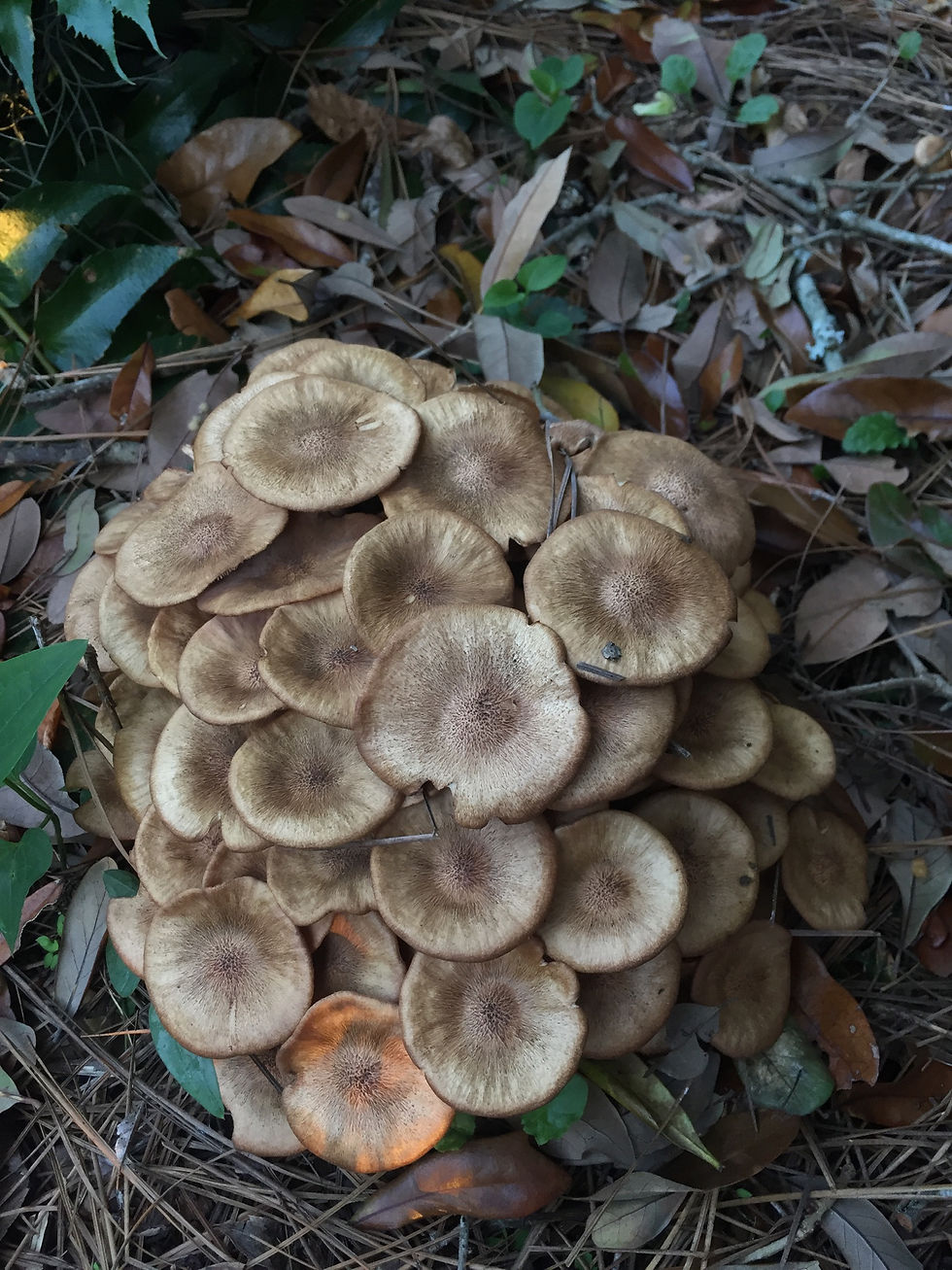 Eye-level view of fungi growing on soil in an urban garden in New Orleans