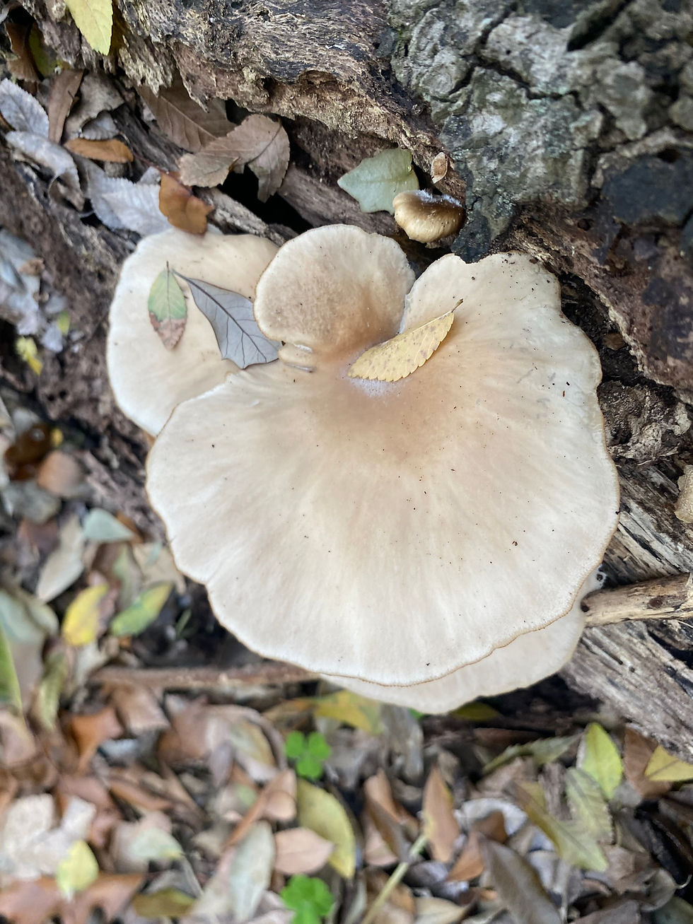 High angle view of community volunteers planting fungi and native plants in a New Orleans neighborhood