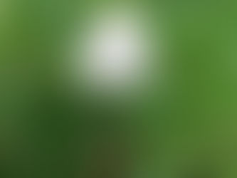 Revitalizing Soils: Mycoremediation on Post-Katrina Soils in New Orleans