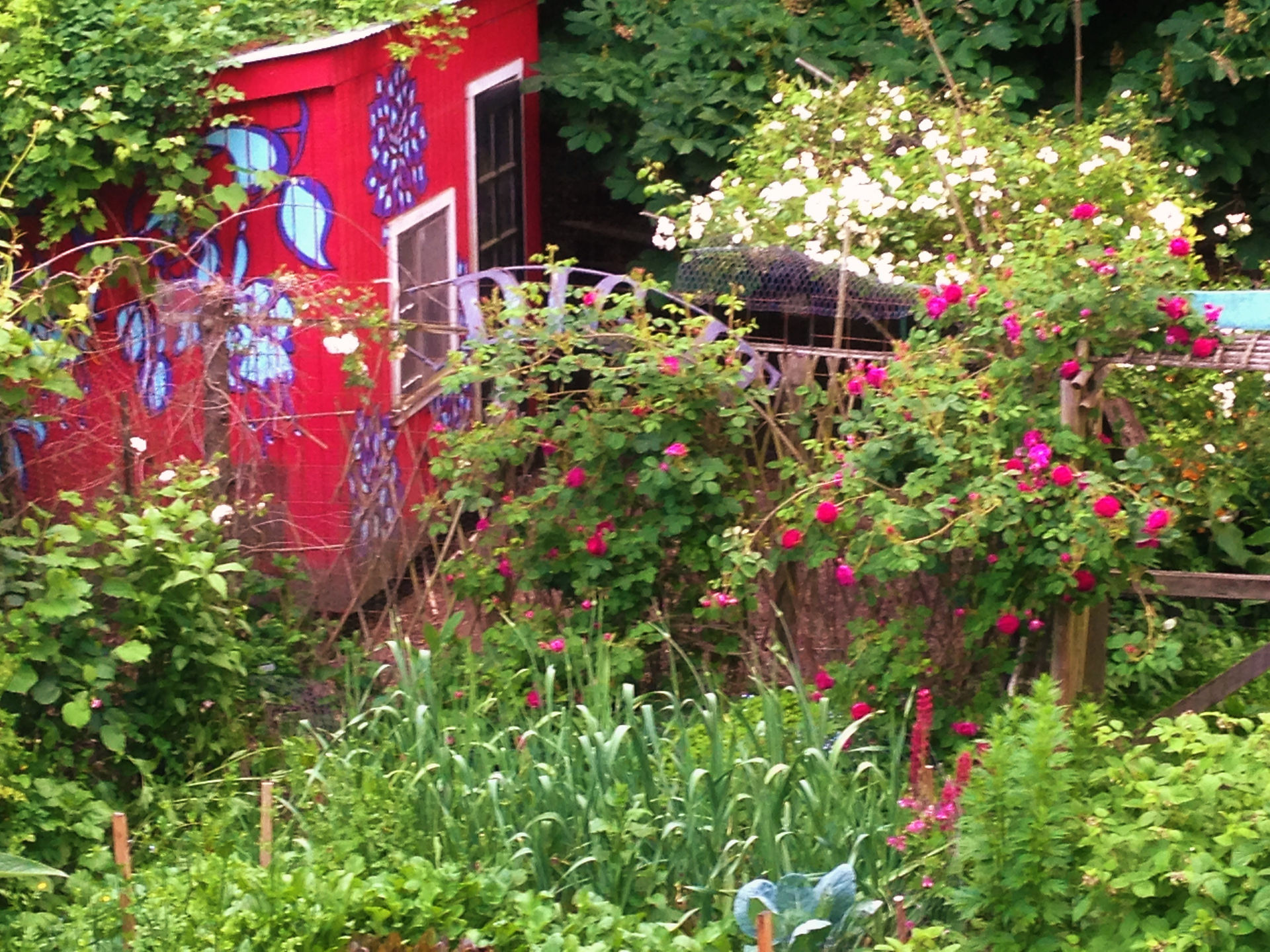 After- Vegetable Garden and chicken coop