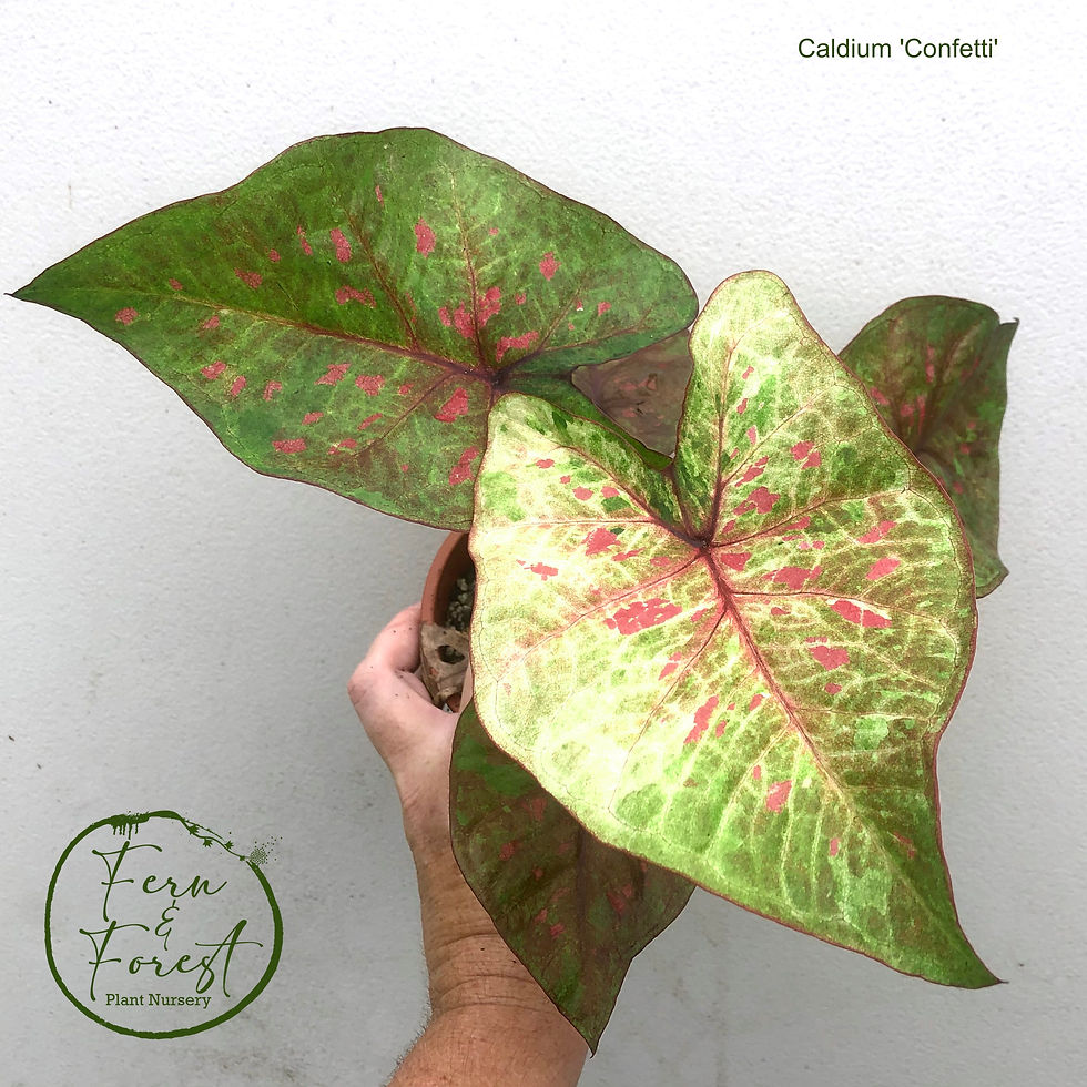 Caladium bicolour 'Confetti'