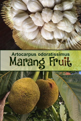 Marang fruit Artocarpus odoratissimus | Fernandforest