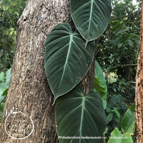 emerald philodendron Philodendron Red Emerald — Ecuagenera Orquídeas del Ecuador main image 1