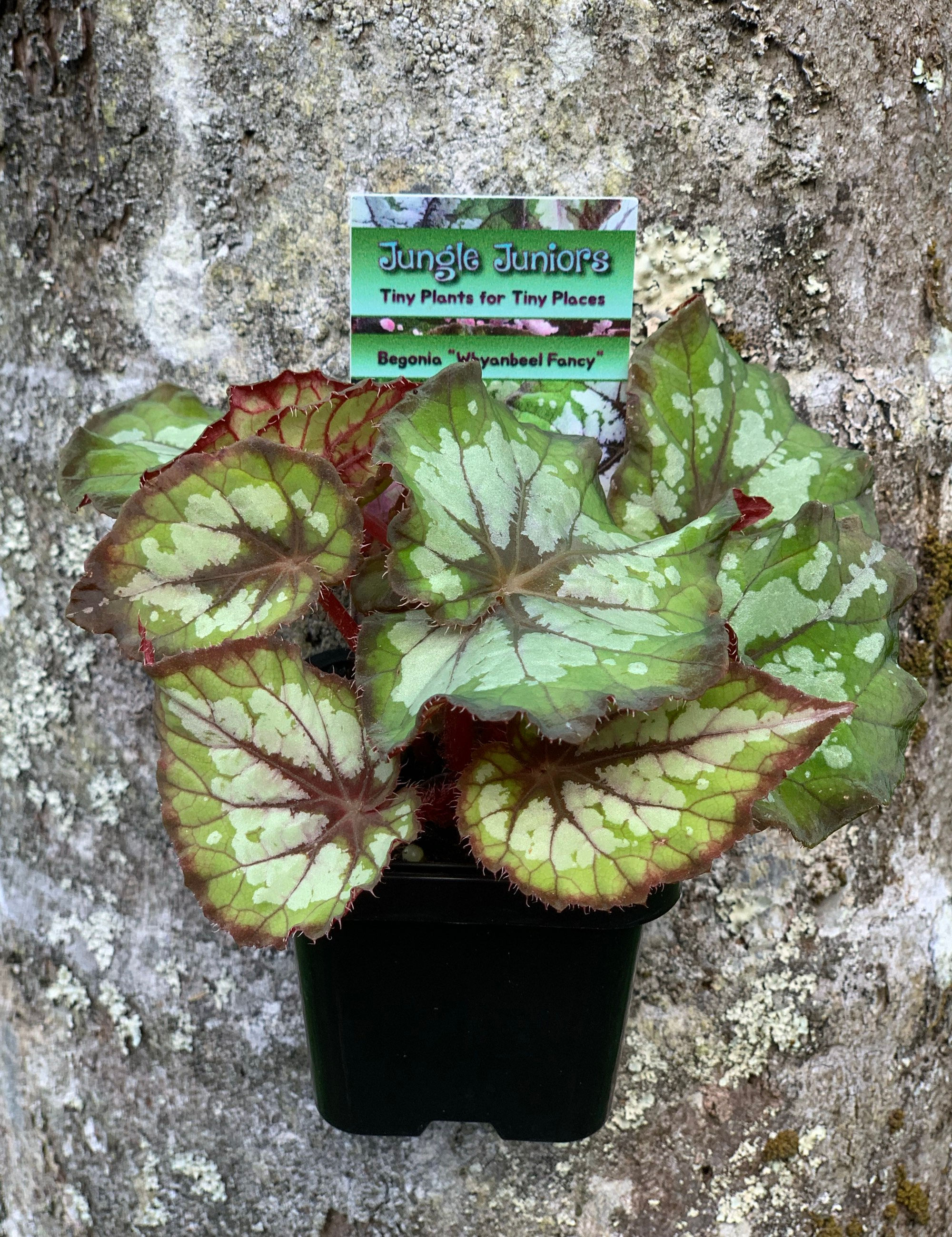 JUNGLE JUNIOR Begonia 'Whyanbeel Fancy' 70mm