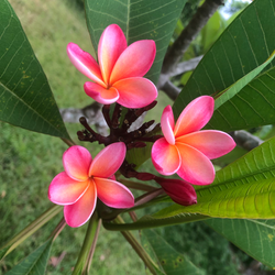 DEE81209-0107-4E24-B524-9C3BBFF06568