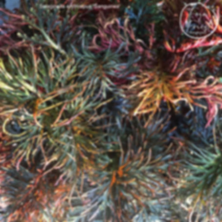 Selaginella erythropus