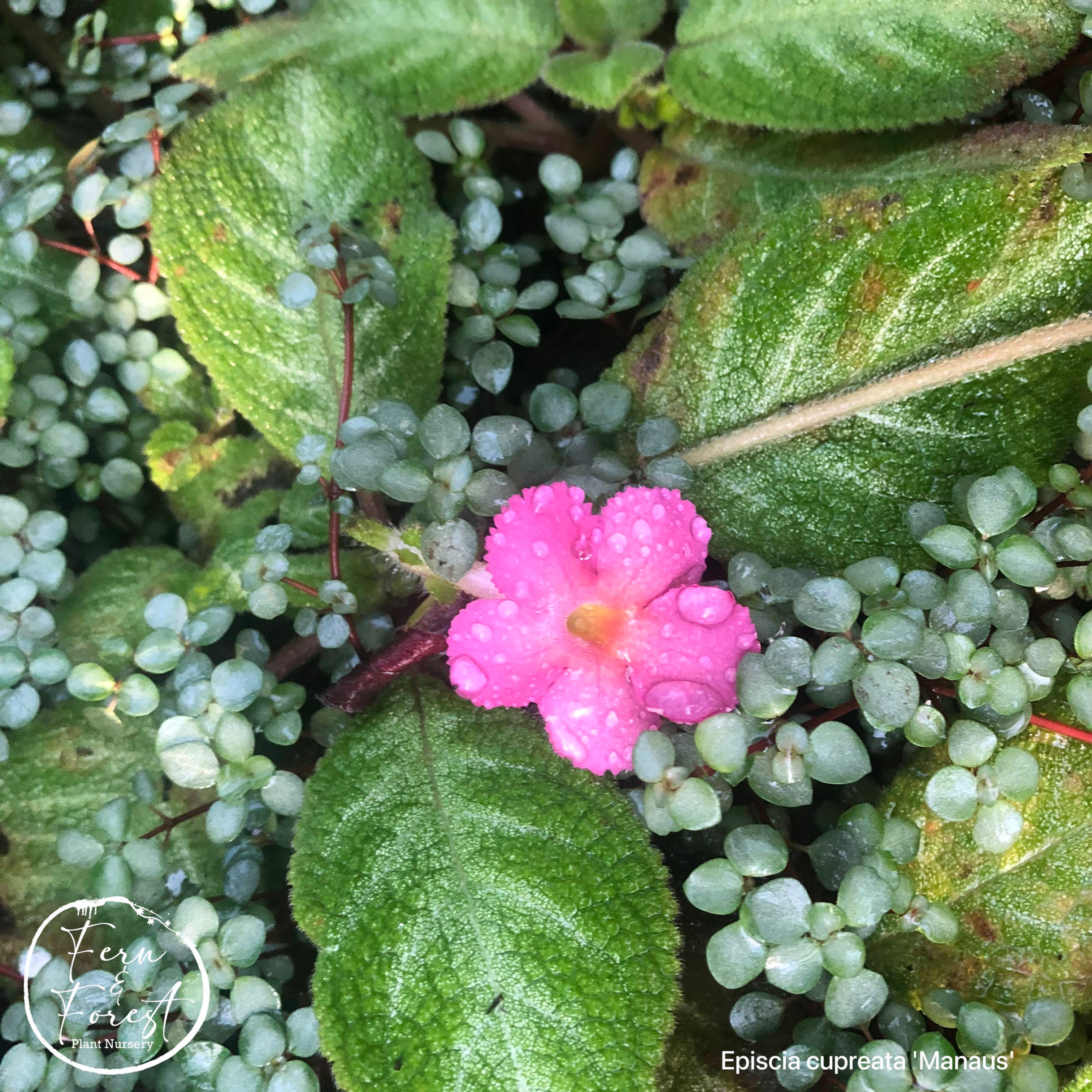 Episcia cupreata 'Manaus'