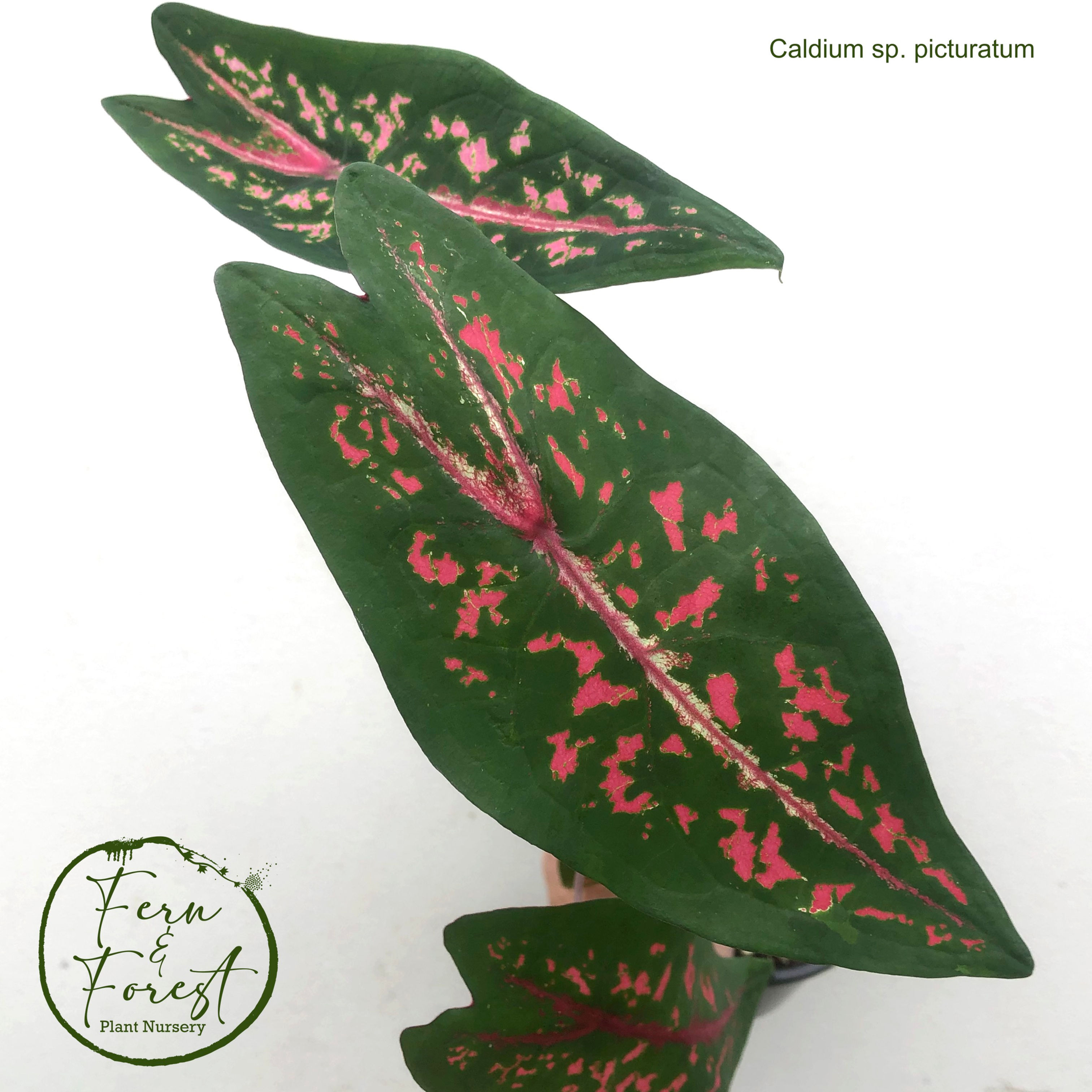 Caladium species picturatum