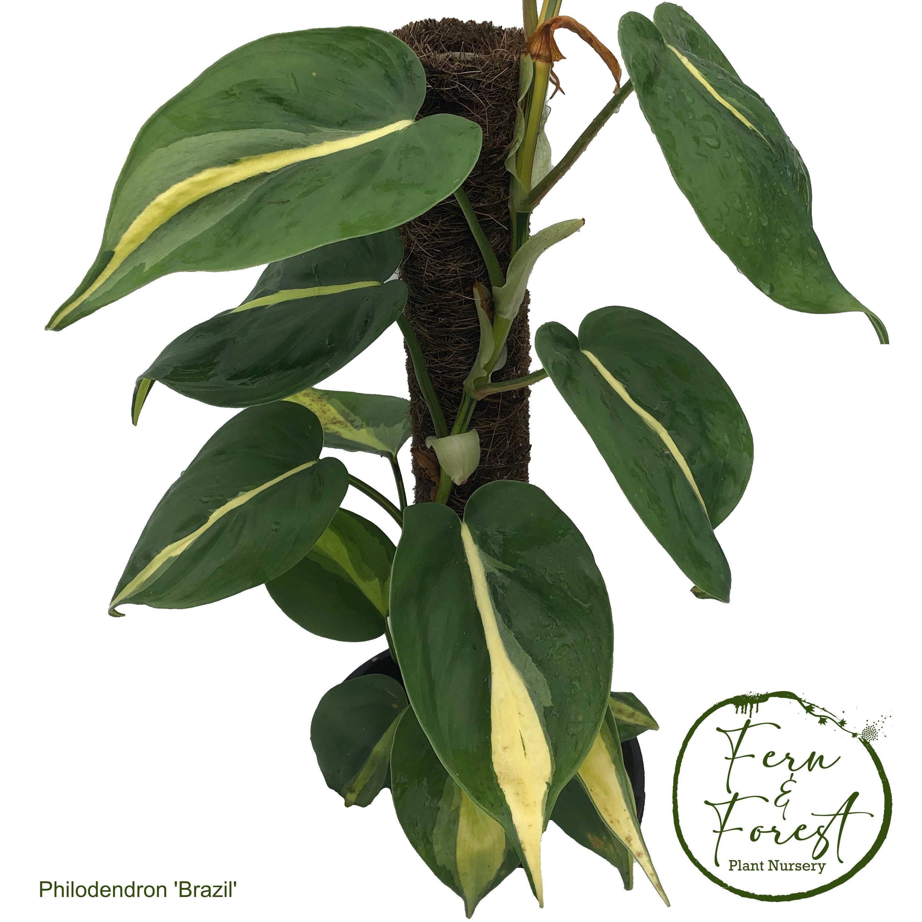 Philodendron "Brasil' tip