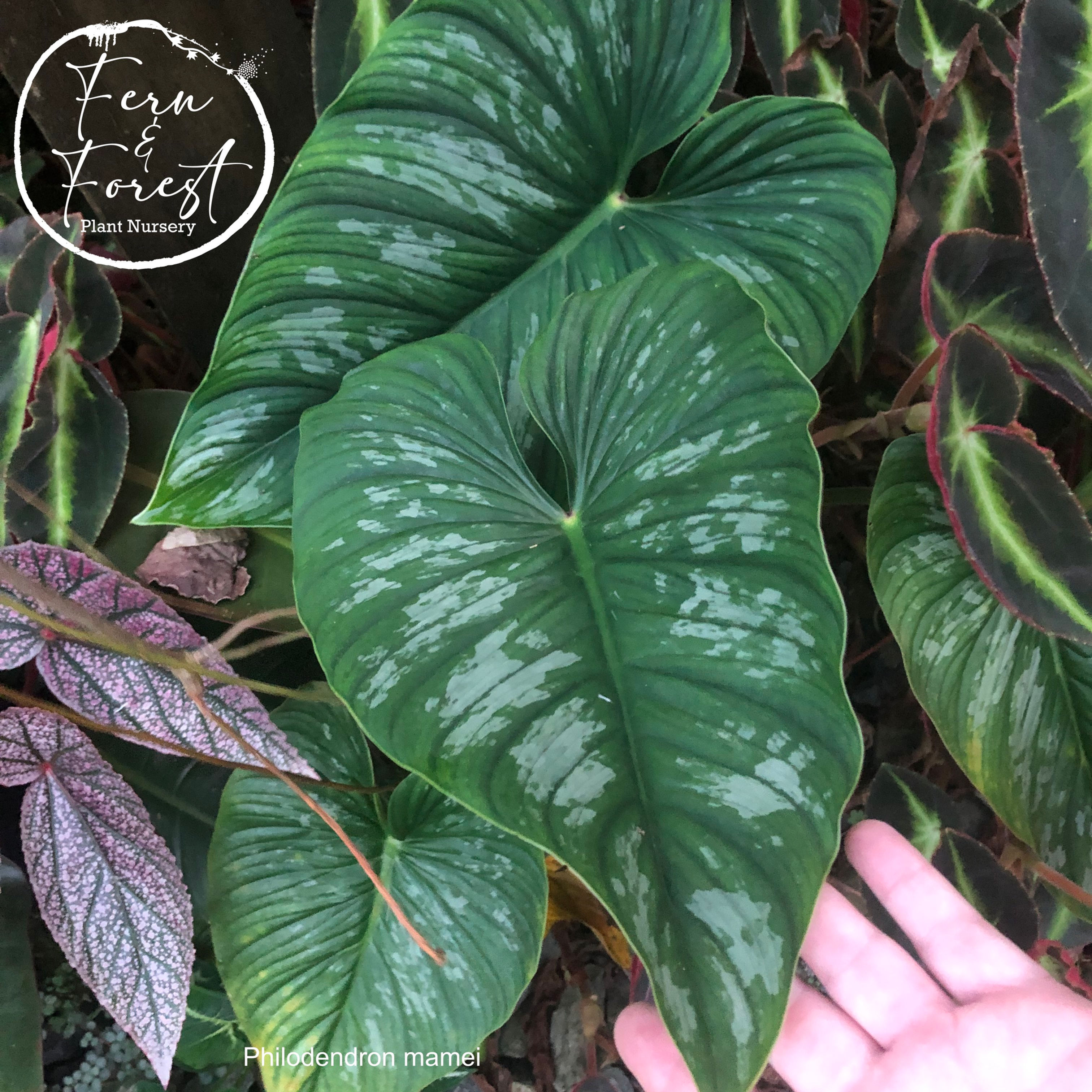 Philodendron mamei wet stick x 2