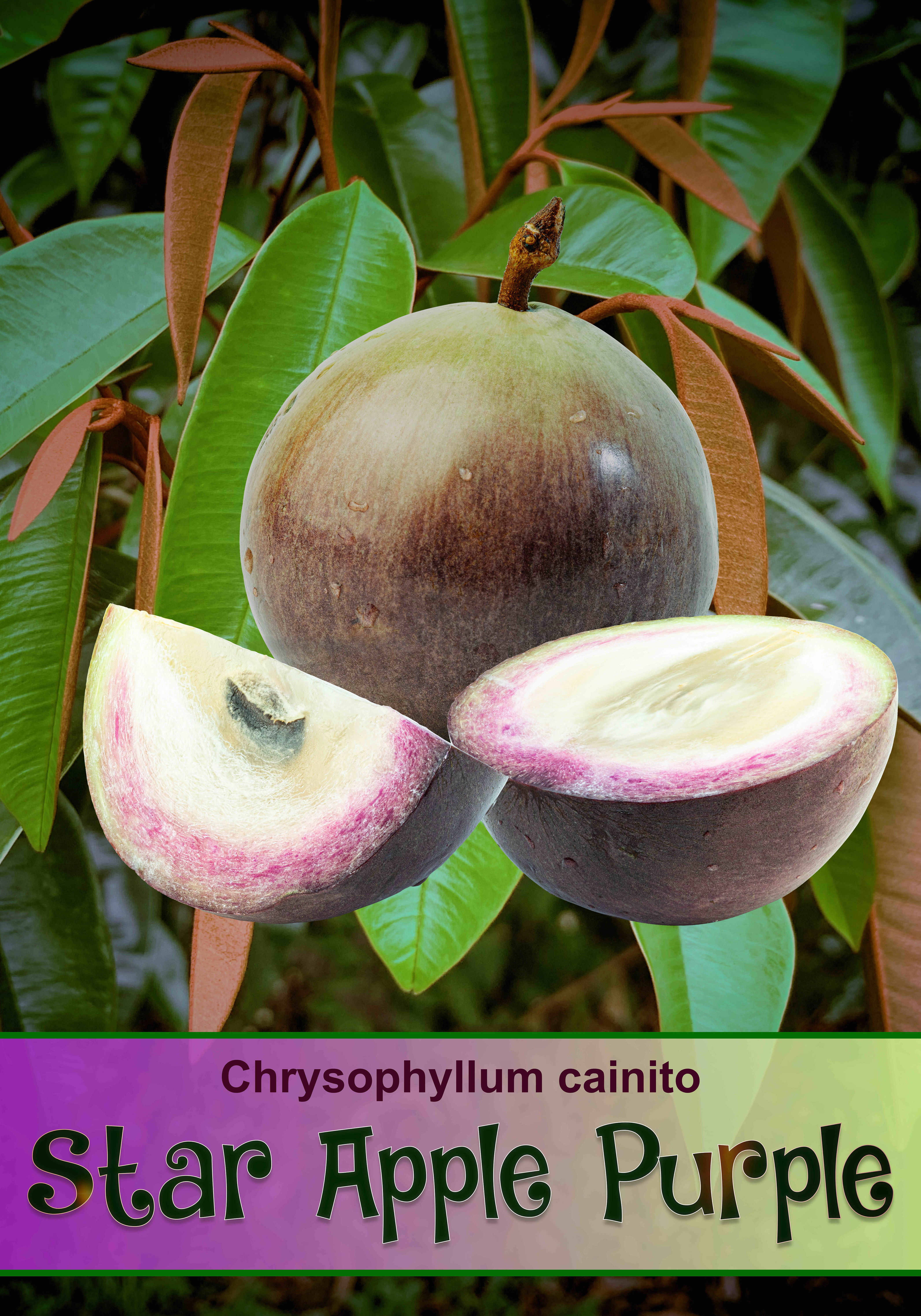 Chrysophyllum cainito - Star Apple PURPLE. Fruit Tree, 2 Litre.