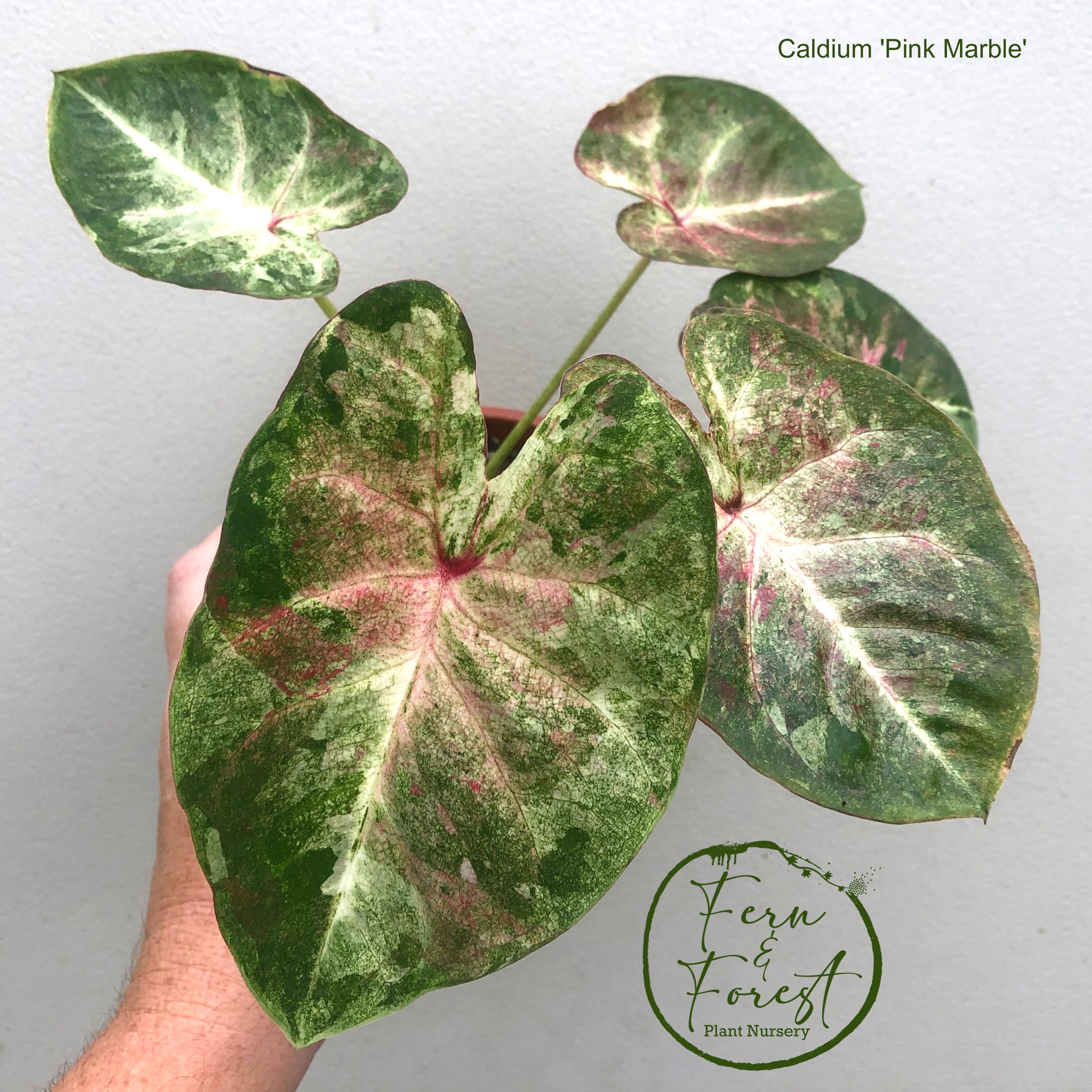 Caladium bicolour 'Pink Marble'