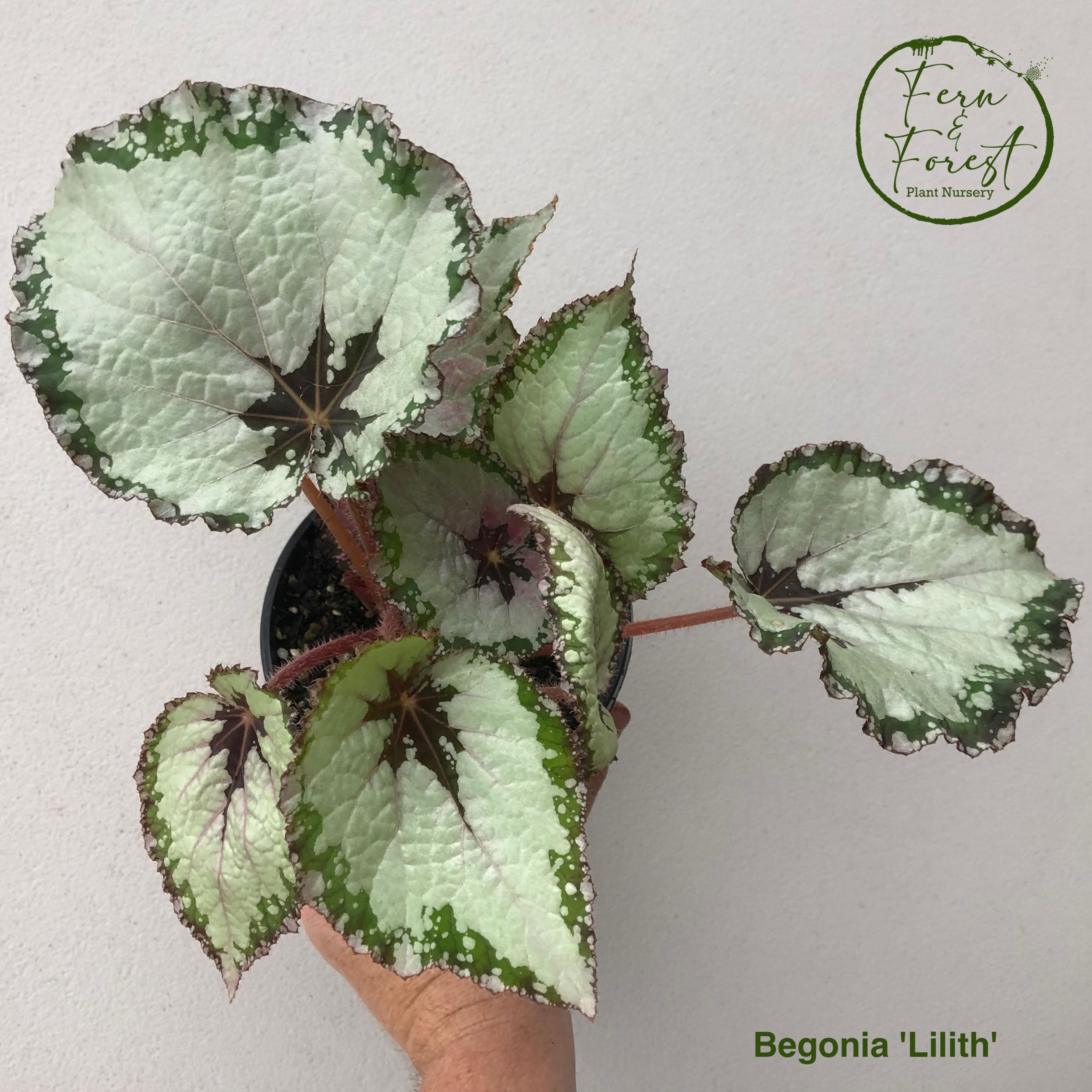 Begonia hybrid 'Lilith'