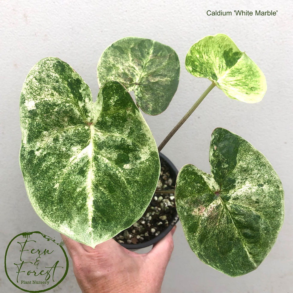 Caladium bicolour 'White Marble'