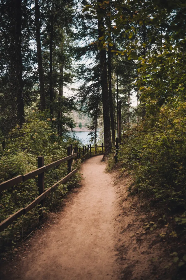 Hiking trail Castelo de Bode, forest green, pine trees,wooden fencing, lake in the background